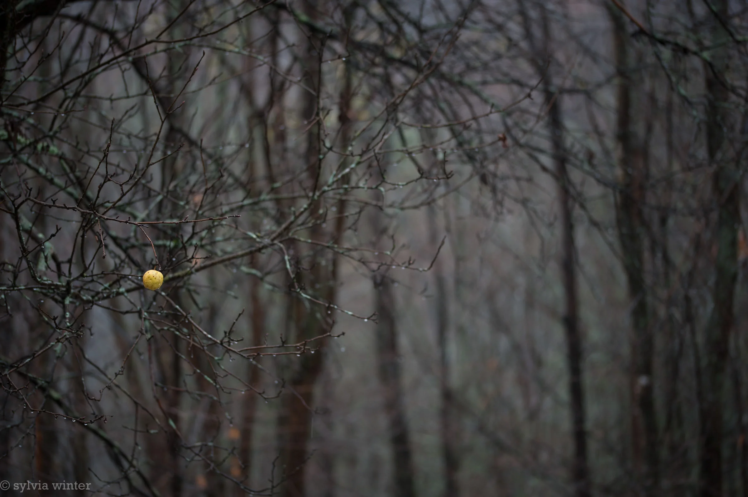 © Sylvia Winter