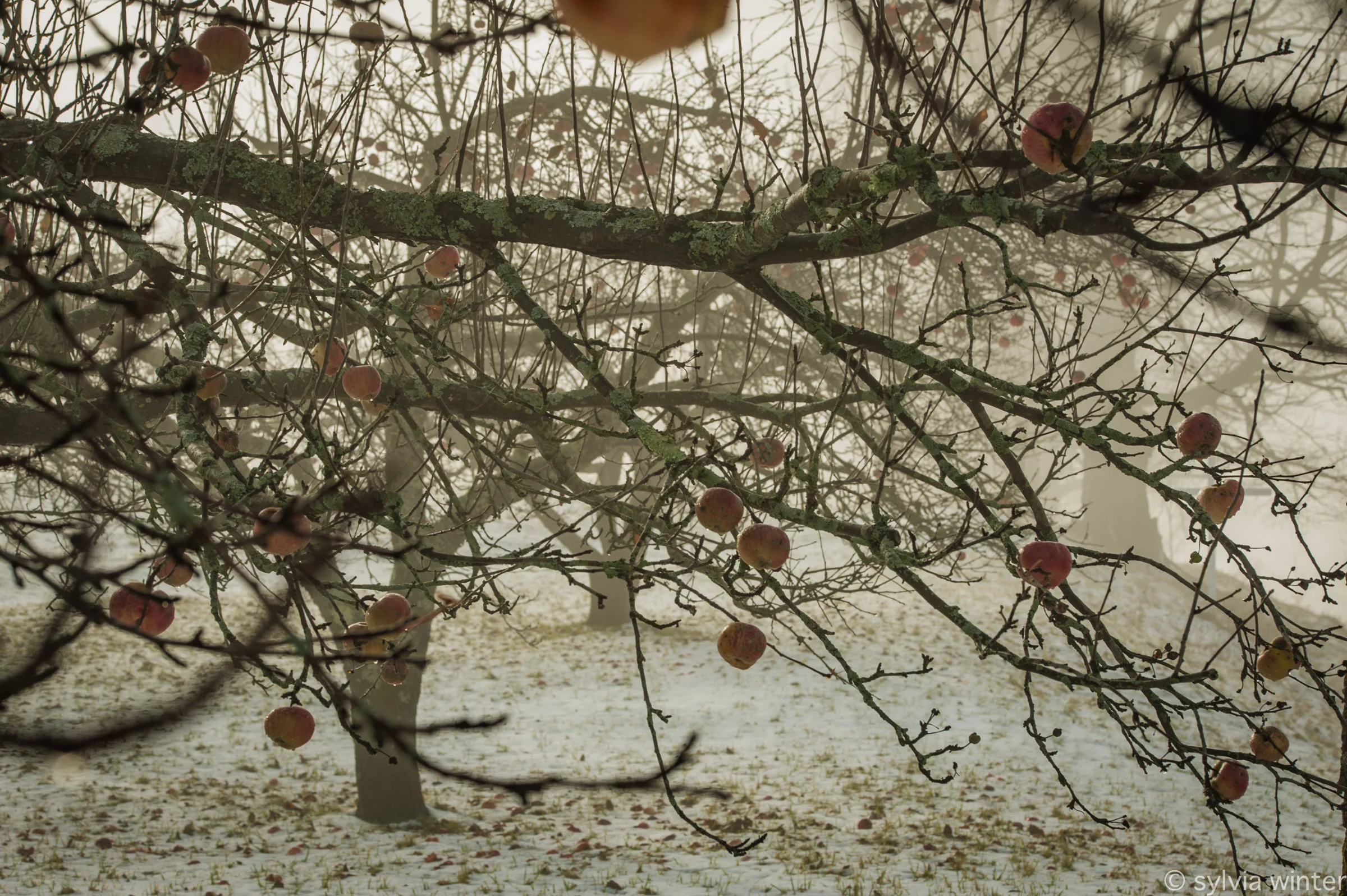 © 2016 Sylvia Winter