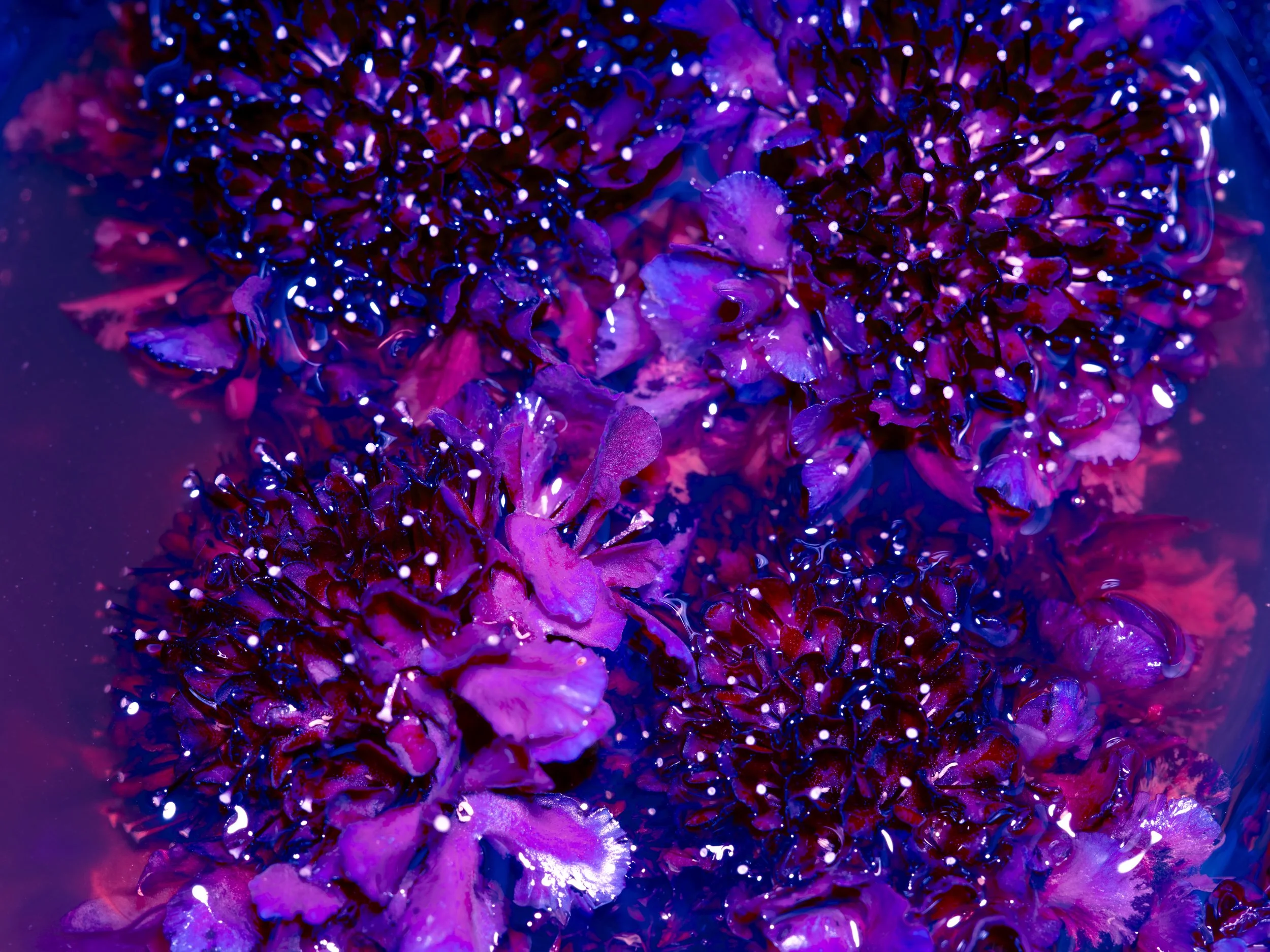 astral garden.jpg