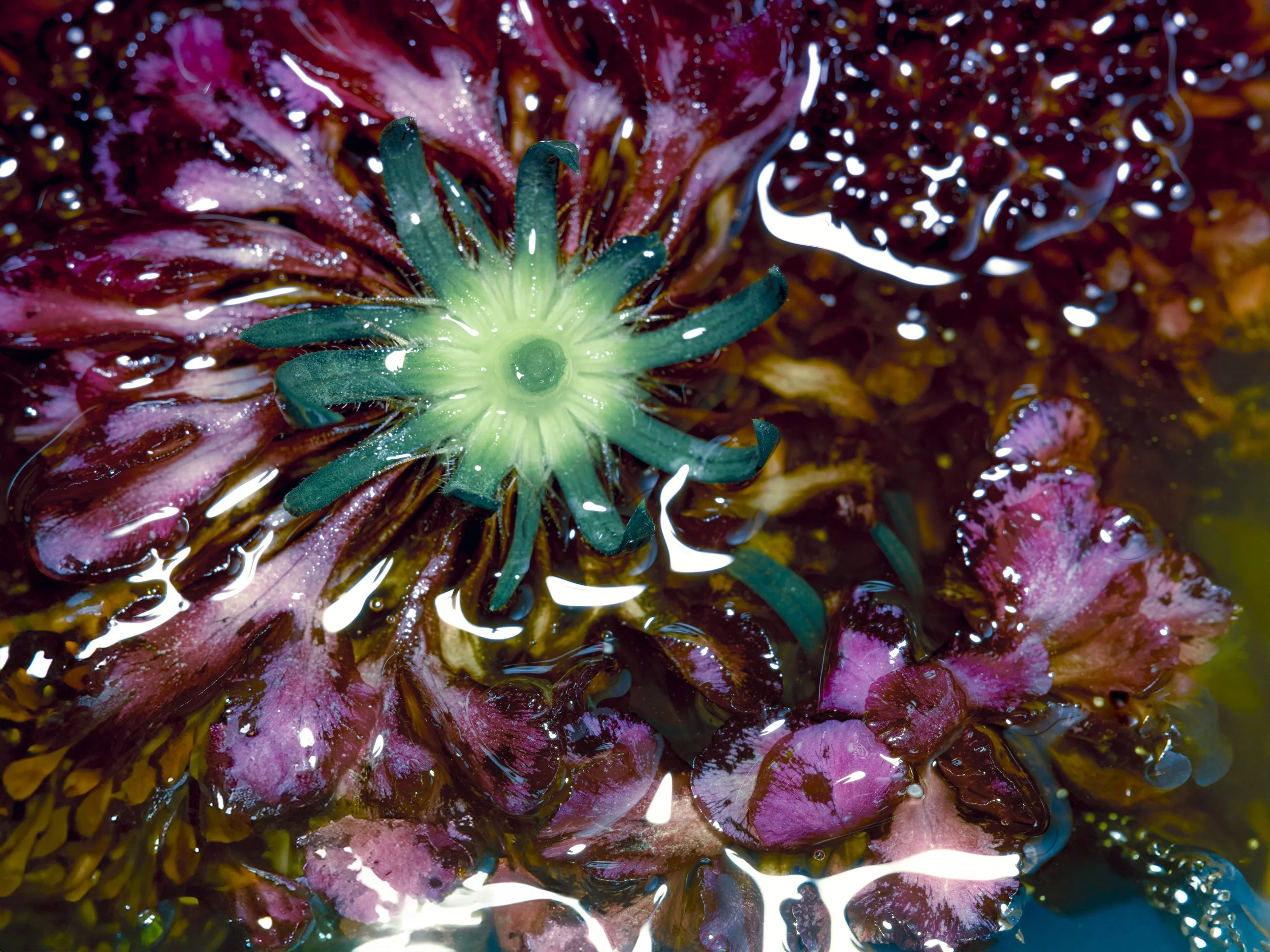 oceans jewel.jpg