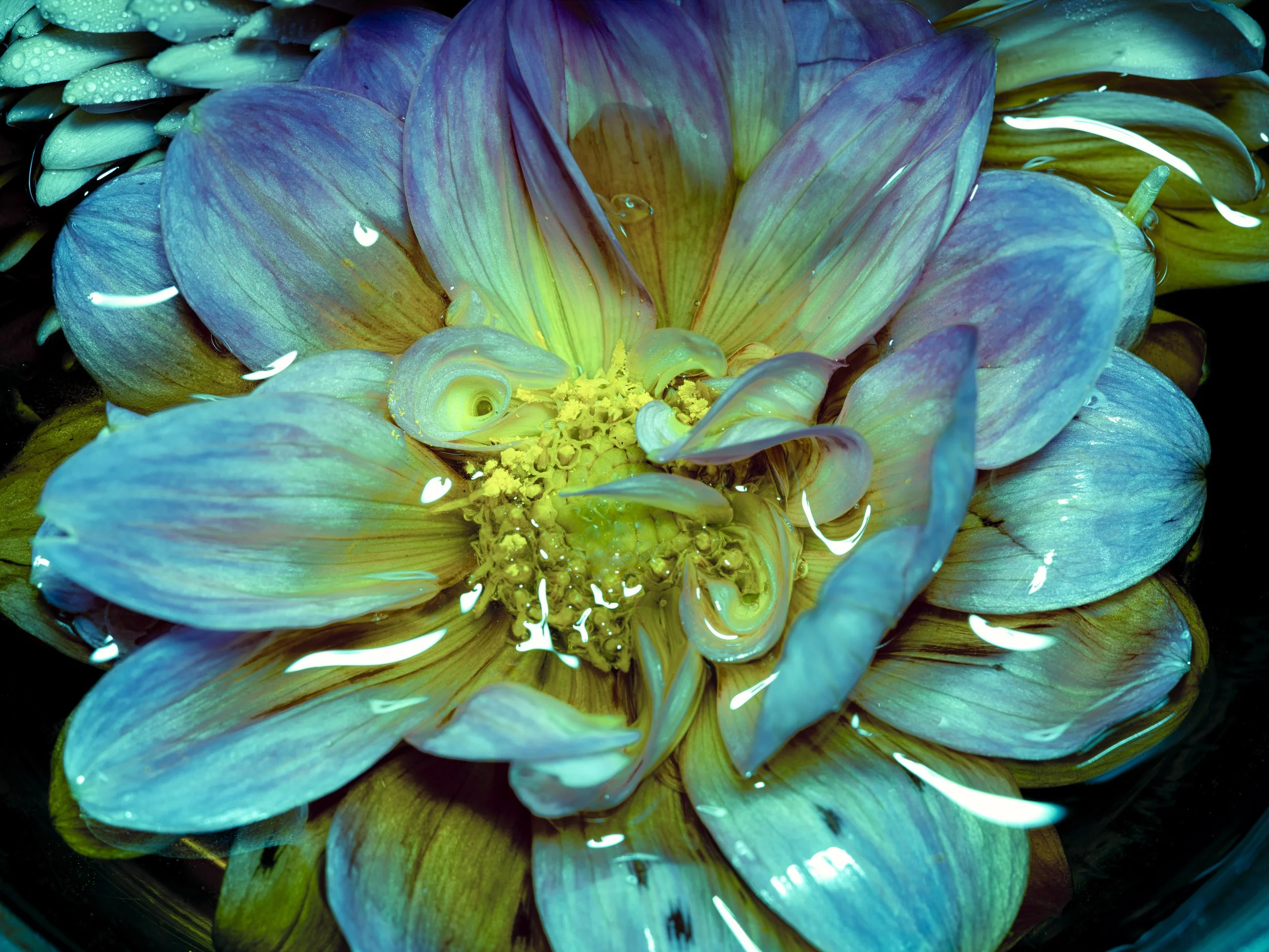 mystic bloom.jpg