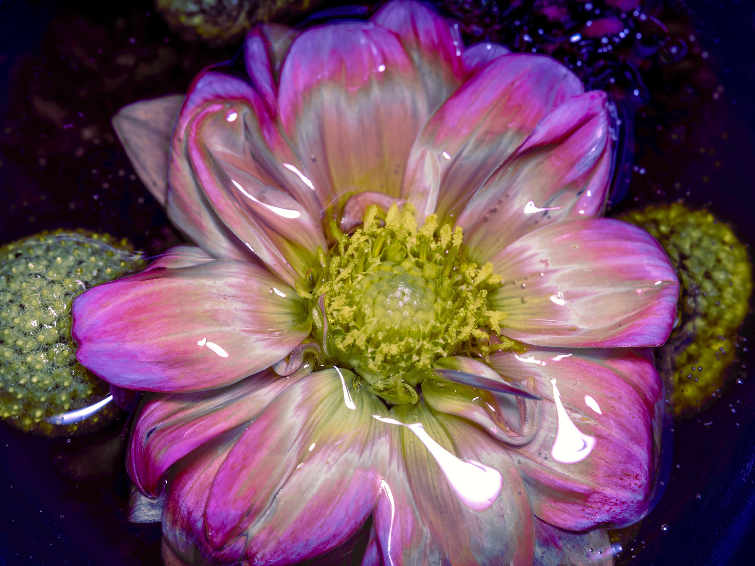 chromatic petals.jpg