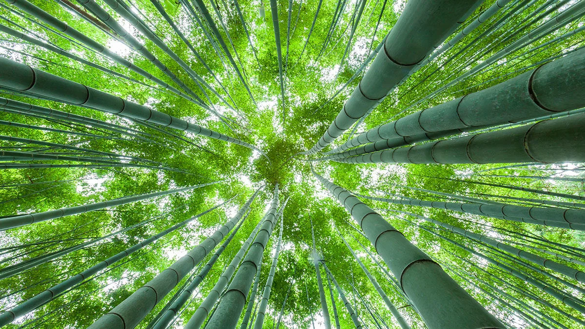 The Mindset Your Company Needs to Grow Organically