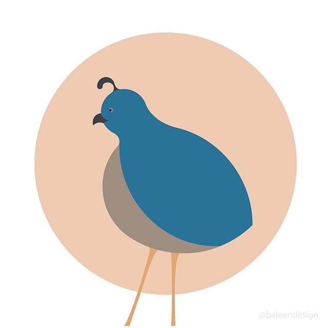 Quinton the Quail .
.
.
.
.
.
.
. .
.
.
. 
#illustrationart #illustration #adobeillustrator #vectorart #digitalillustration #digitalart #illustrator #graphicdesigner #digitalpainting #branding #logo #birdstagram #graphicdesigndaily #illustrationdaily