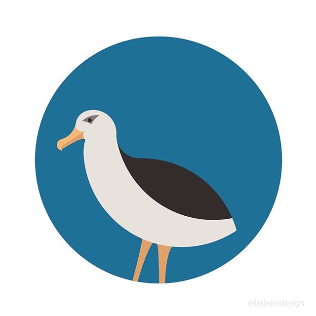 [Ansel the Albatross]
.
.
.
.
.
.
.
. .
.
.
. 
#illustrationart #illustration #adobeillustrator #vectorart #digitalillustration #digitalart #illustrator #graphicdesigner #digitalpainting #branding #logo #birdstagram #graphicdesigndaily #illustrationd