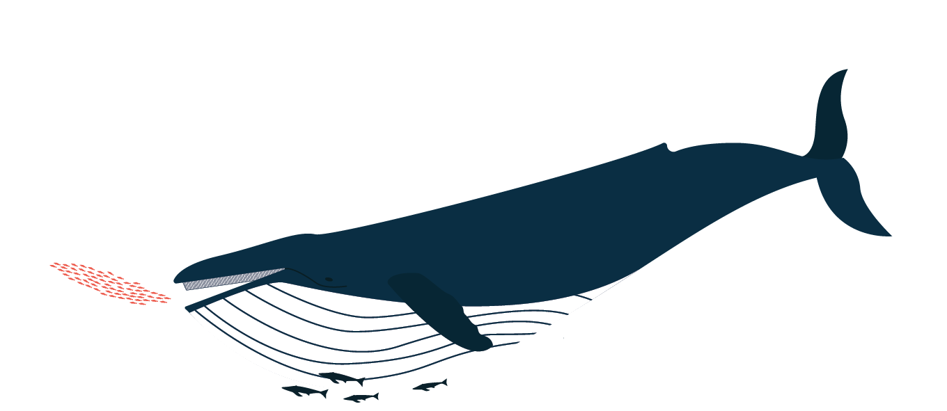 BaleenDesign_illustration_humpbackwhale_krill.png