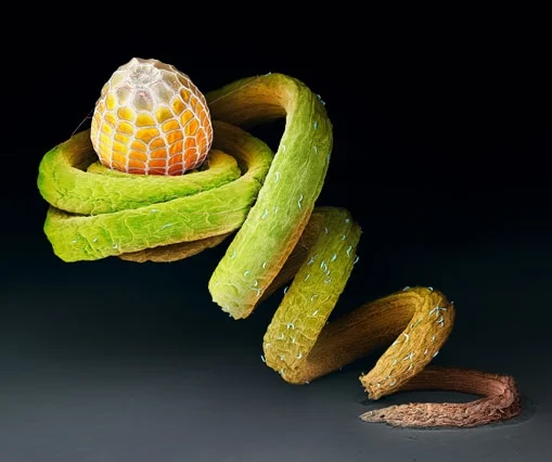 01-passilflora-egg-714.jpg