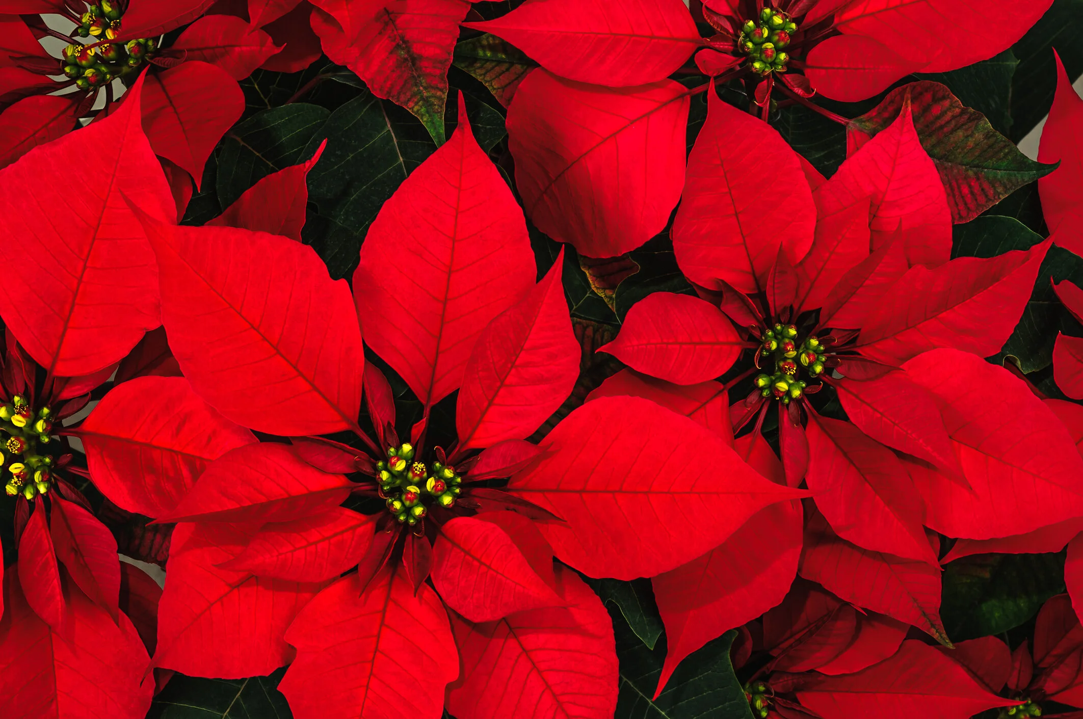 Poinsettia.jpg