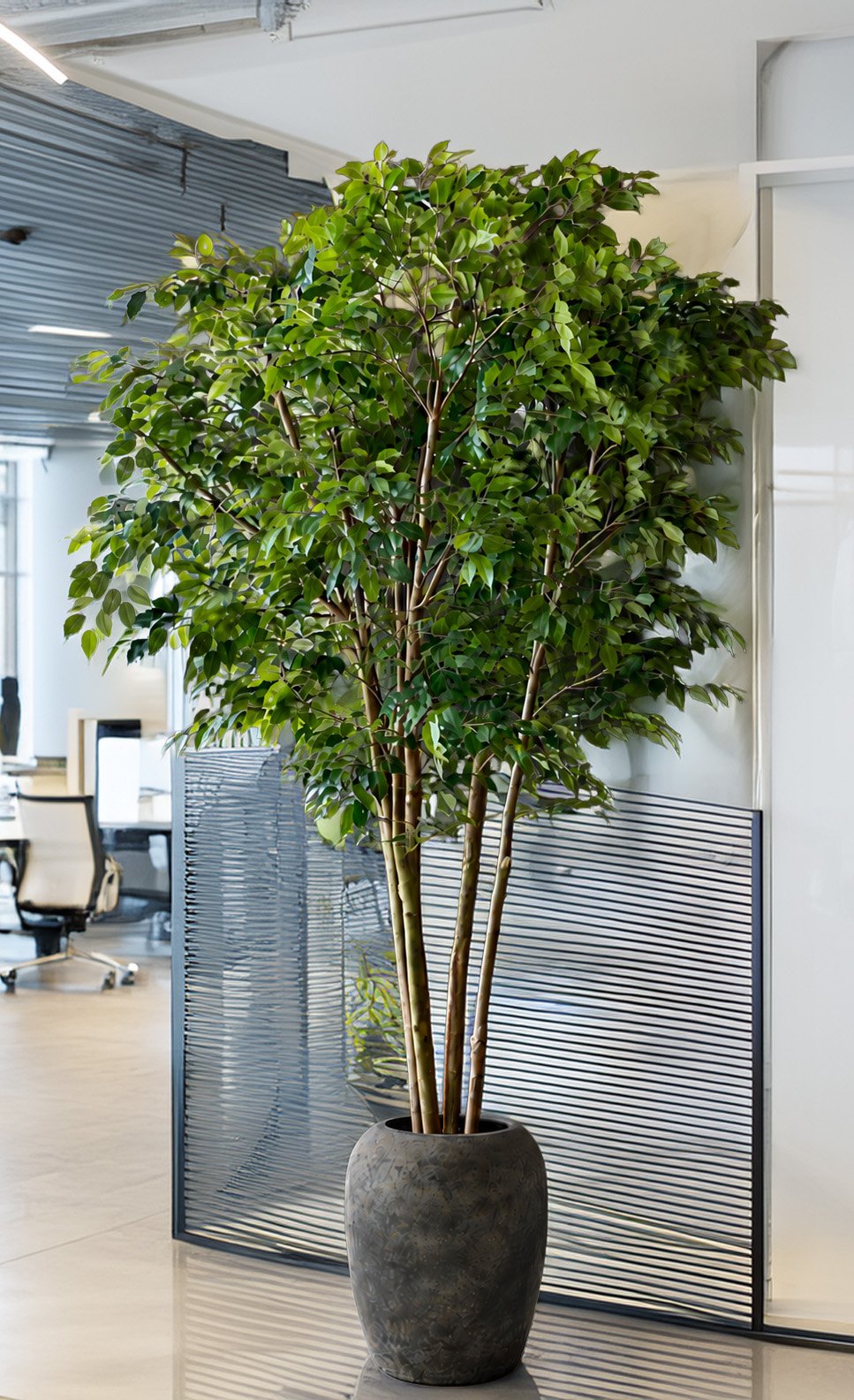 Interior ficus tree for office in planter