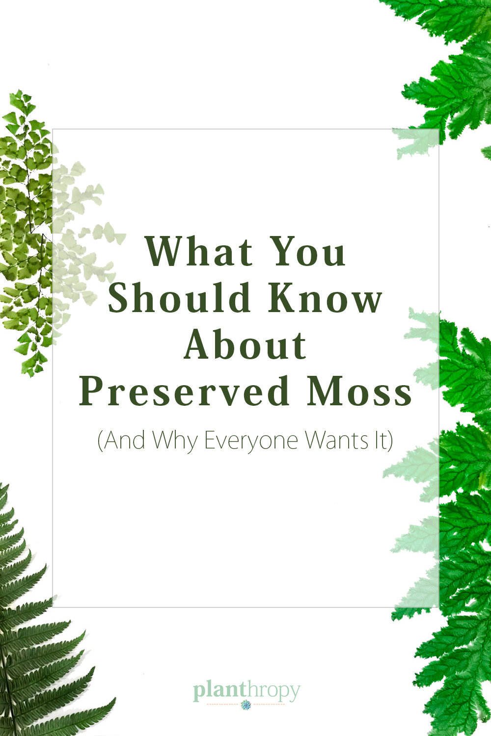Preserved Moss: What Is It? Is It Different from Dried Ones?