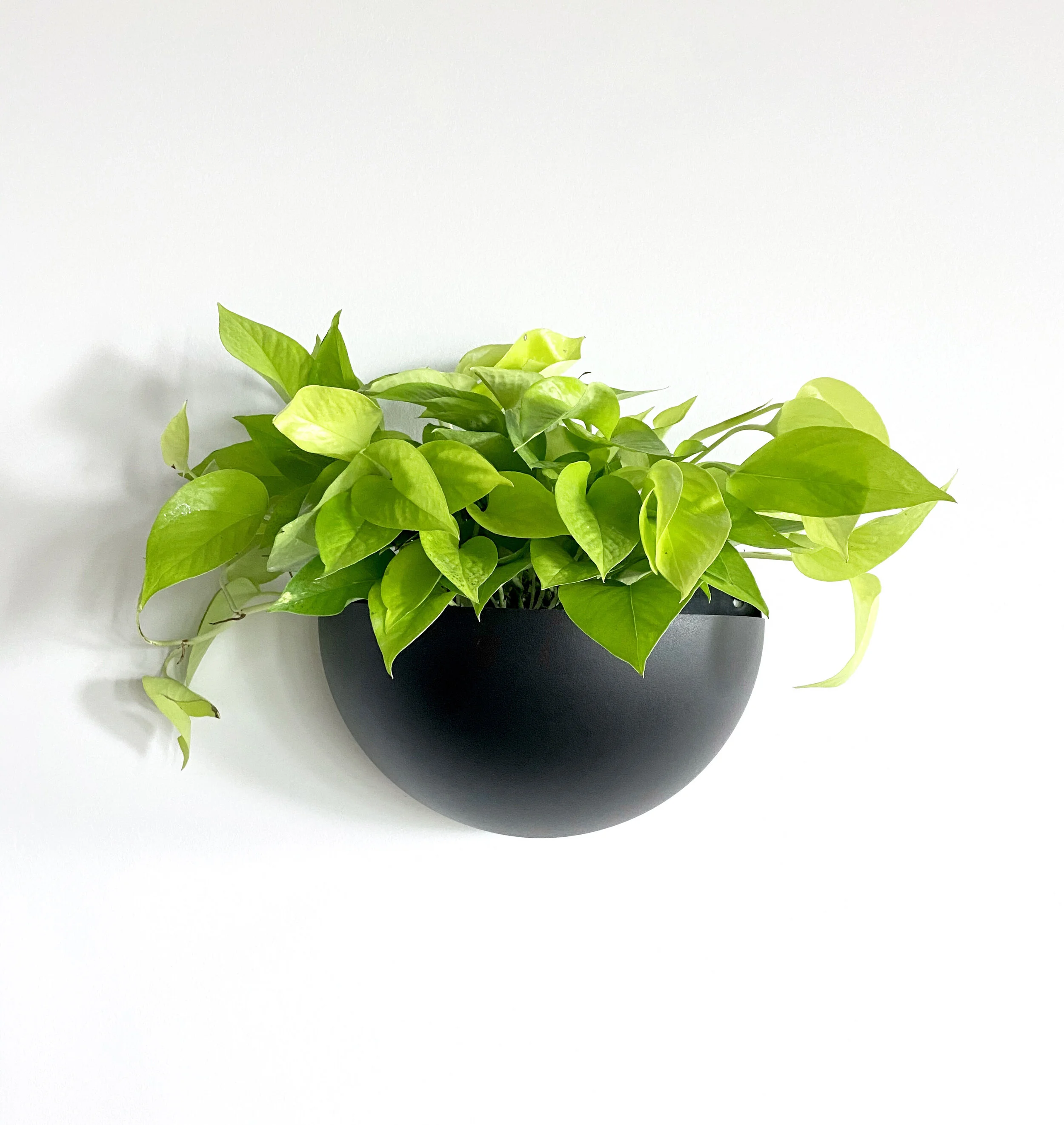 Plant Wall Sconce — PLANTHROPY