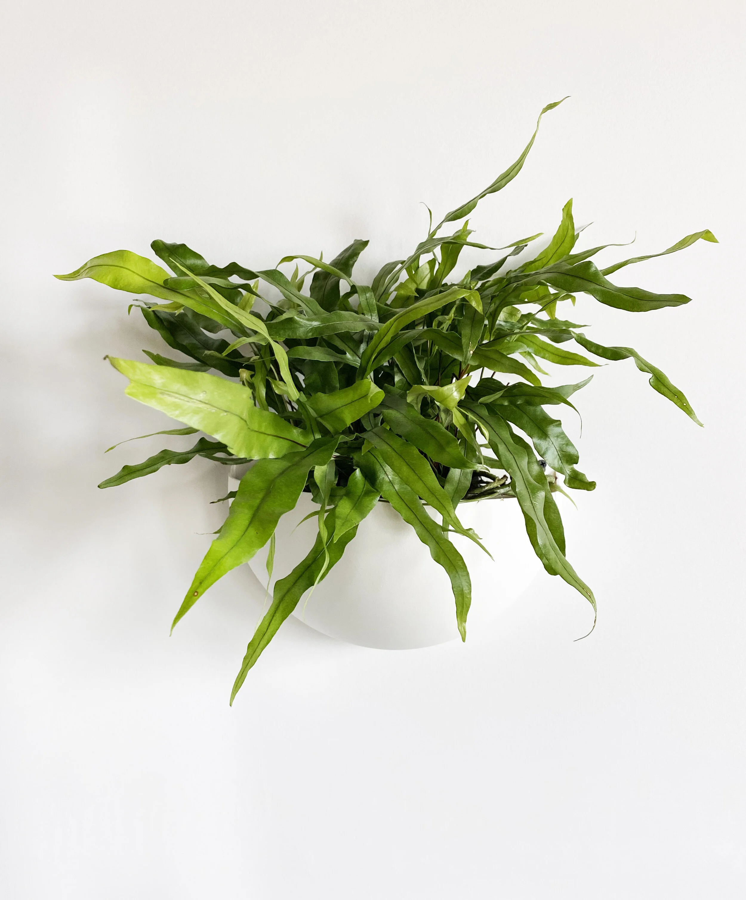 fern_white sconce.jpg