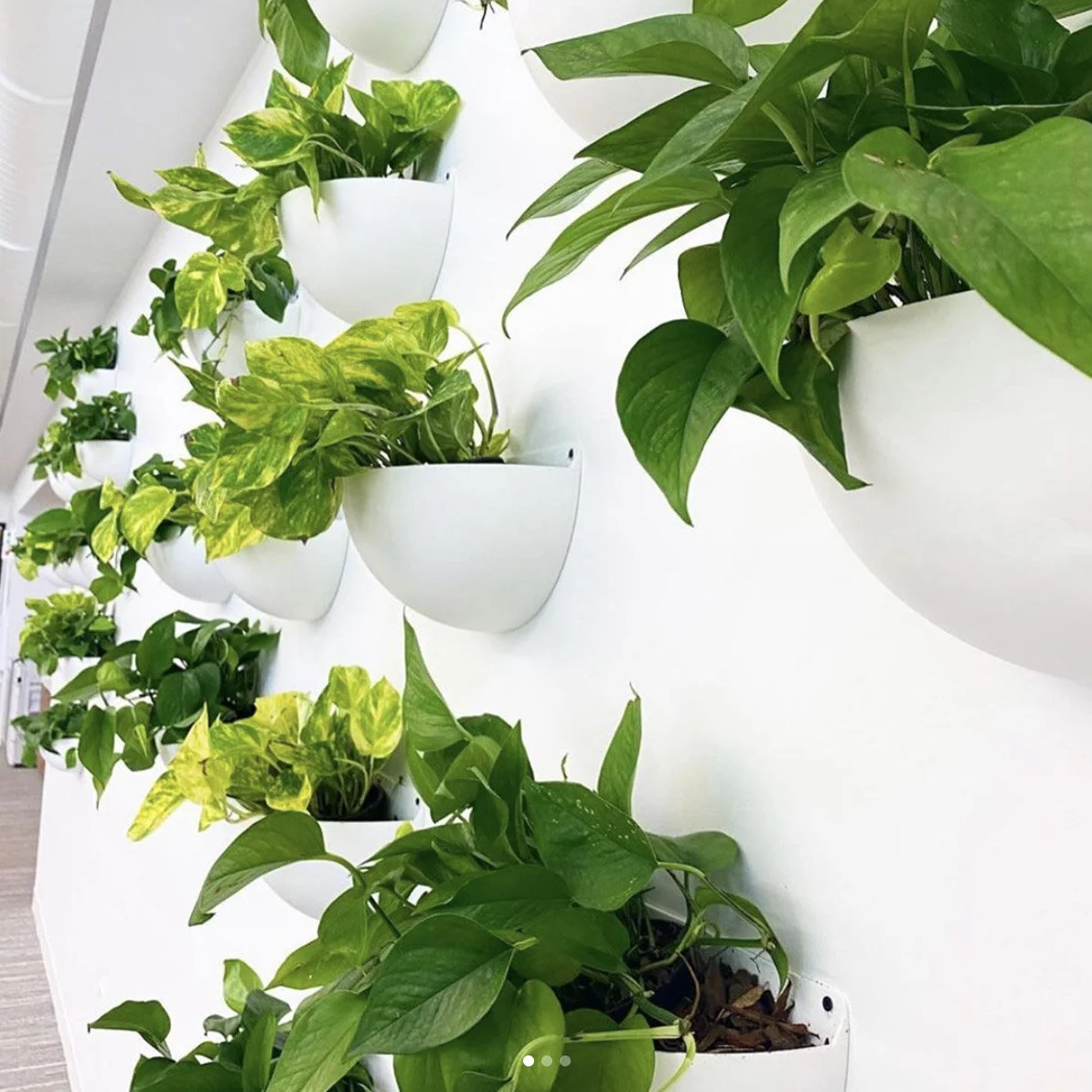 Plant Wall Sconce — PLANTHROPY