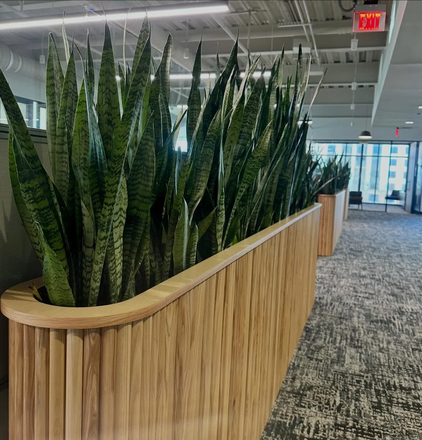 Beautiful millwork deserves the perfect plants. 🌿

#officedesign #interiorinspo #plants #plantscape #CommercialInteriors