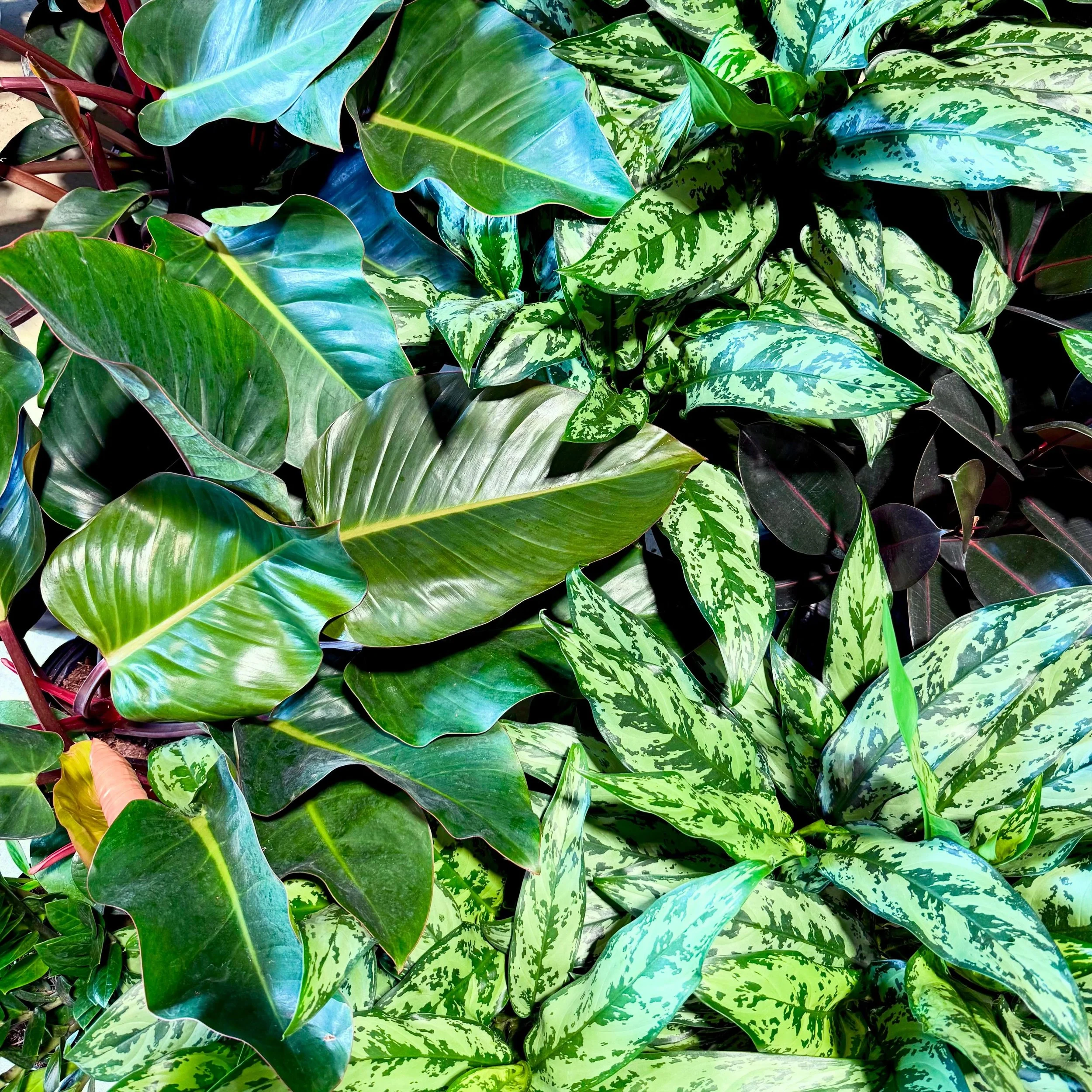We had so much fun during the last @franklintonfridays, we&rsquo;re doing it again!

Plants, Rare Plants, Grow Tiles, Nature Frames, Planters, and more will all be on SALE. Once they&rsquo;re gone, they&rsquo;re gone.
FREE cuttings (while supplies la