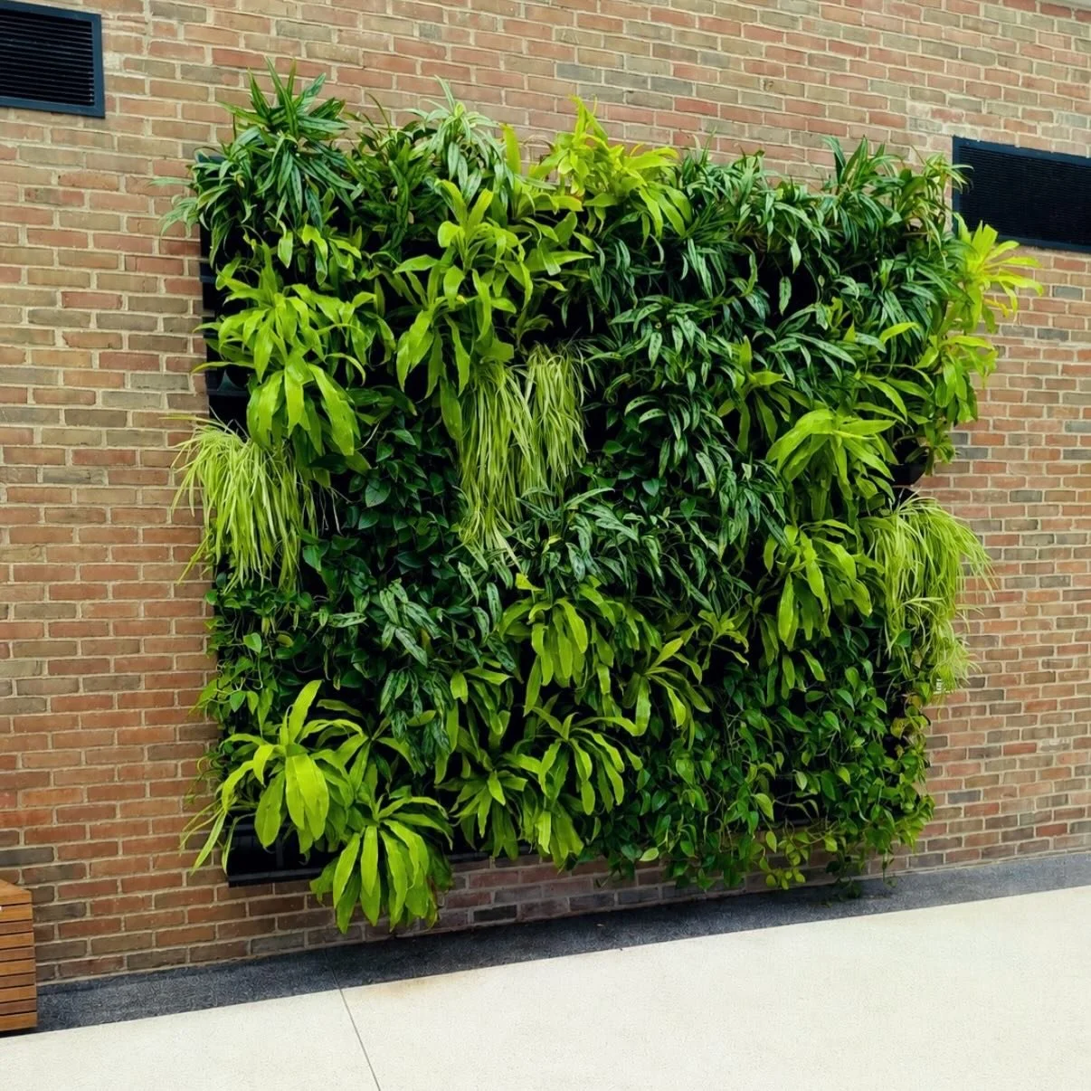 Turning blank walls into a living jungle. 🌿

This green wall system requires no power, no pumps, and no drainage - making it one of the easiest ways to bring living greenery into nearly any space or wall.

@universityofdayton

#livingwall #plantwall