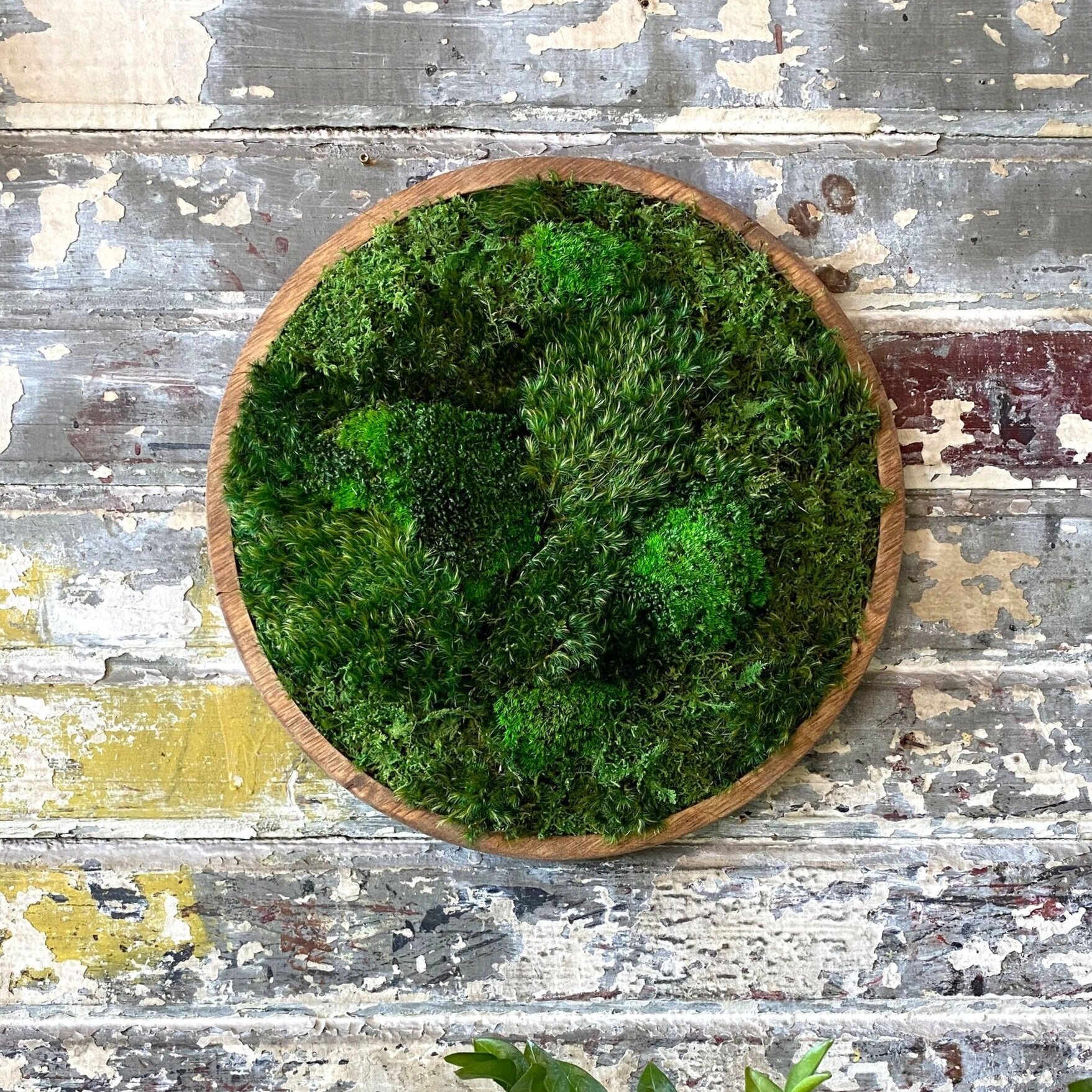 Moss Home Decor — PLANTHROPY