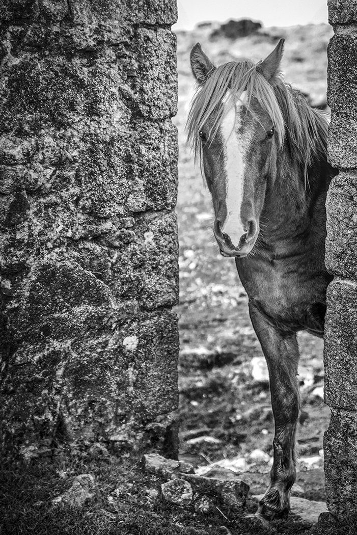 Ponies on Bodmin Moor 3.jpg