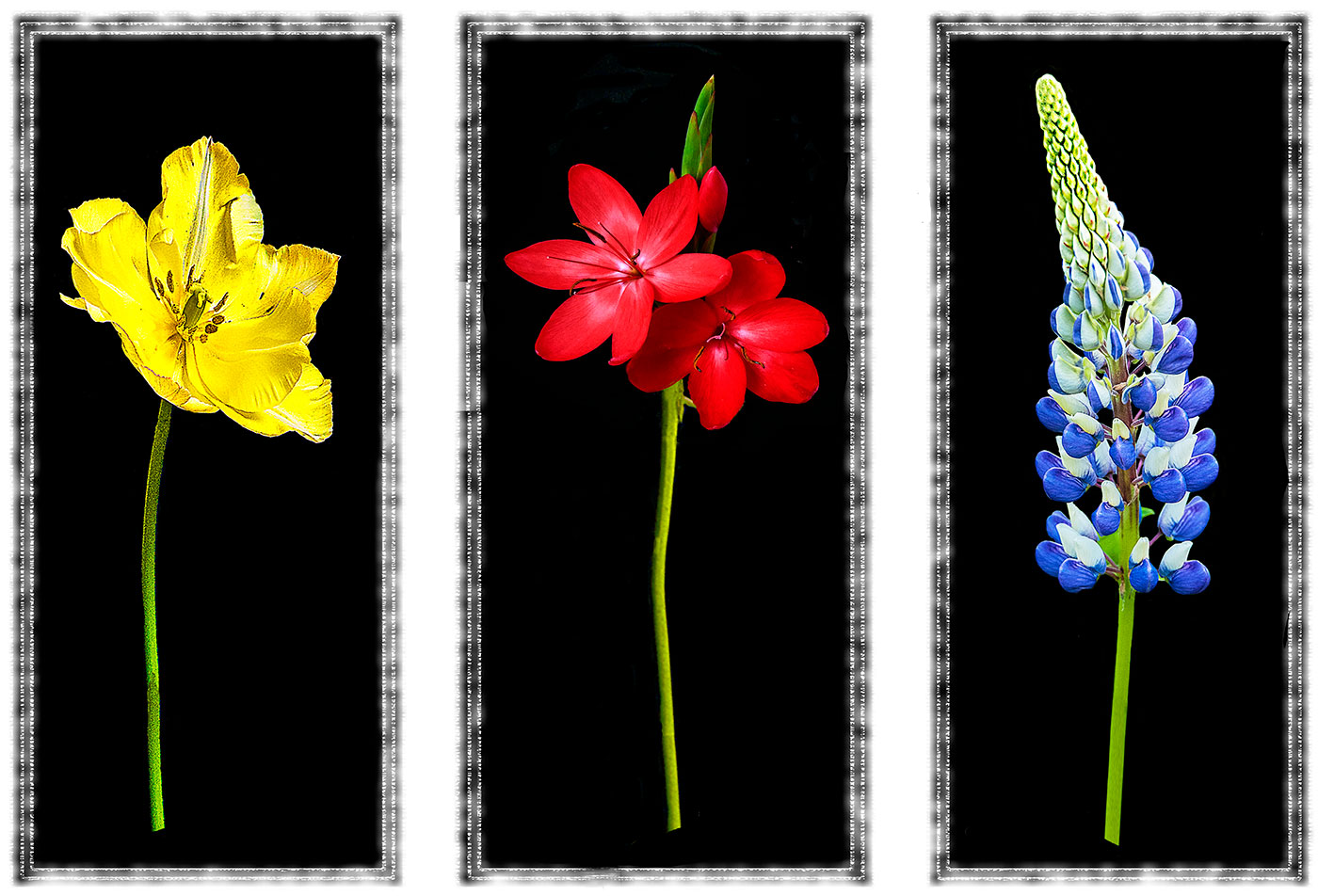 Commended. Bill Mammat "tlriptyc with red lilly thing in mid and lupin"