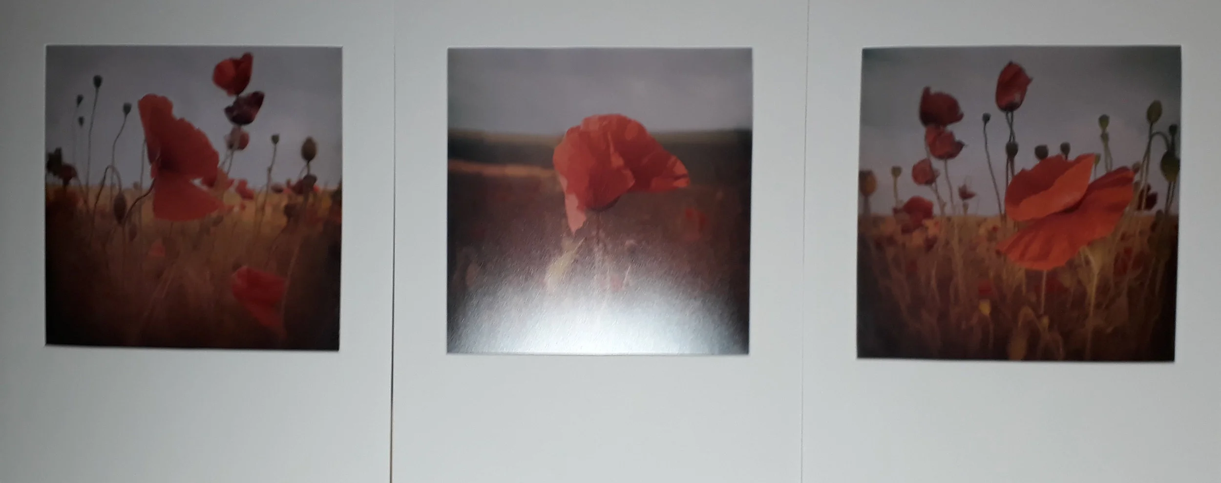 3 - Pollyjoke Poppies - Tim Gilbert