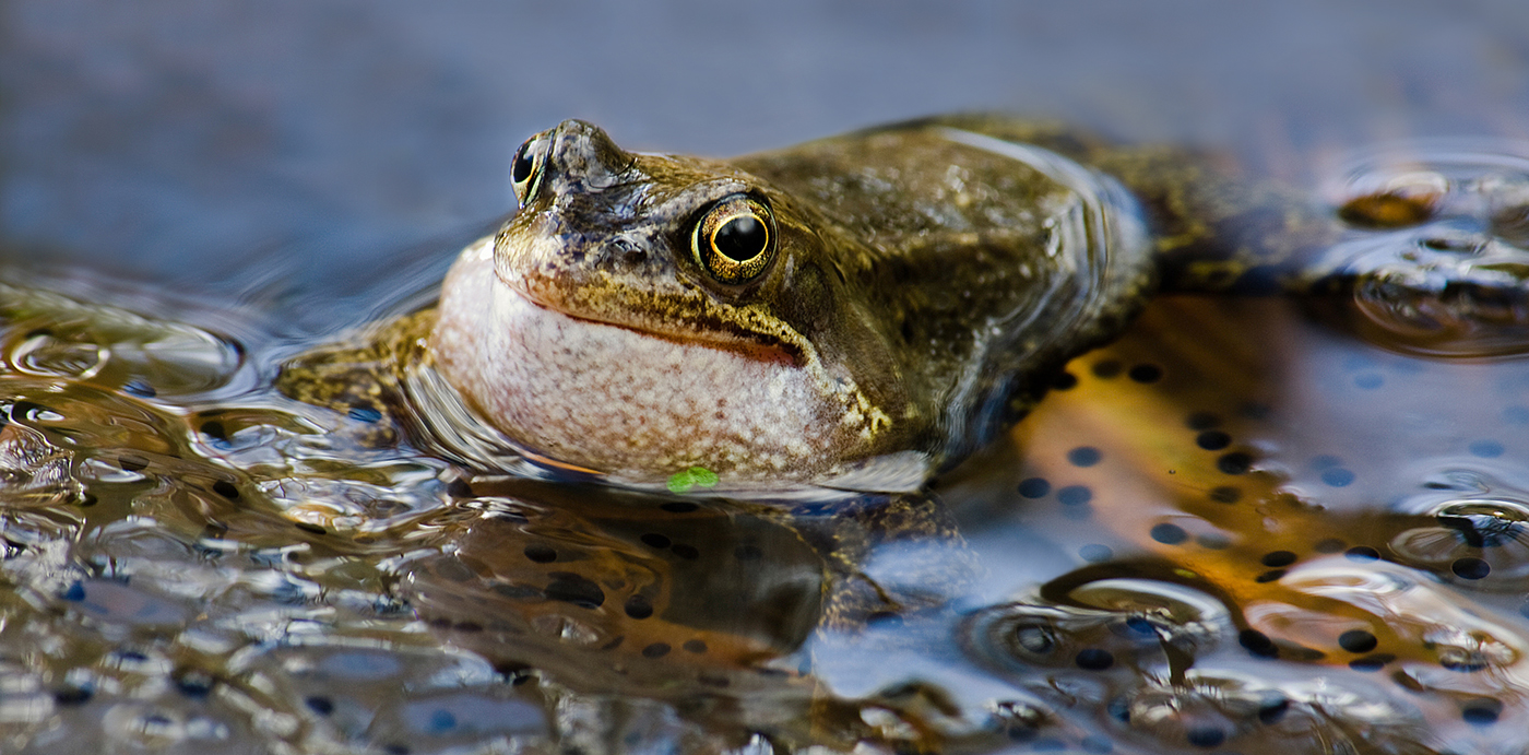 Common Frog and Spawn.jpg