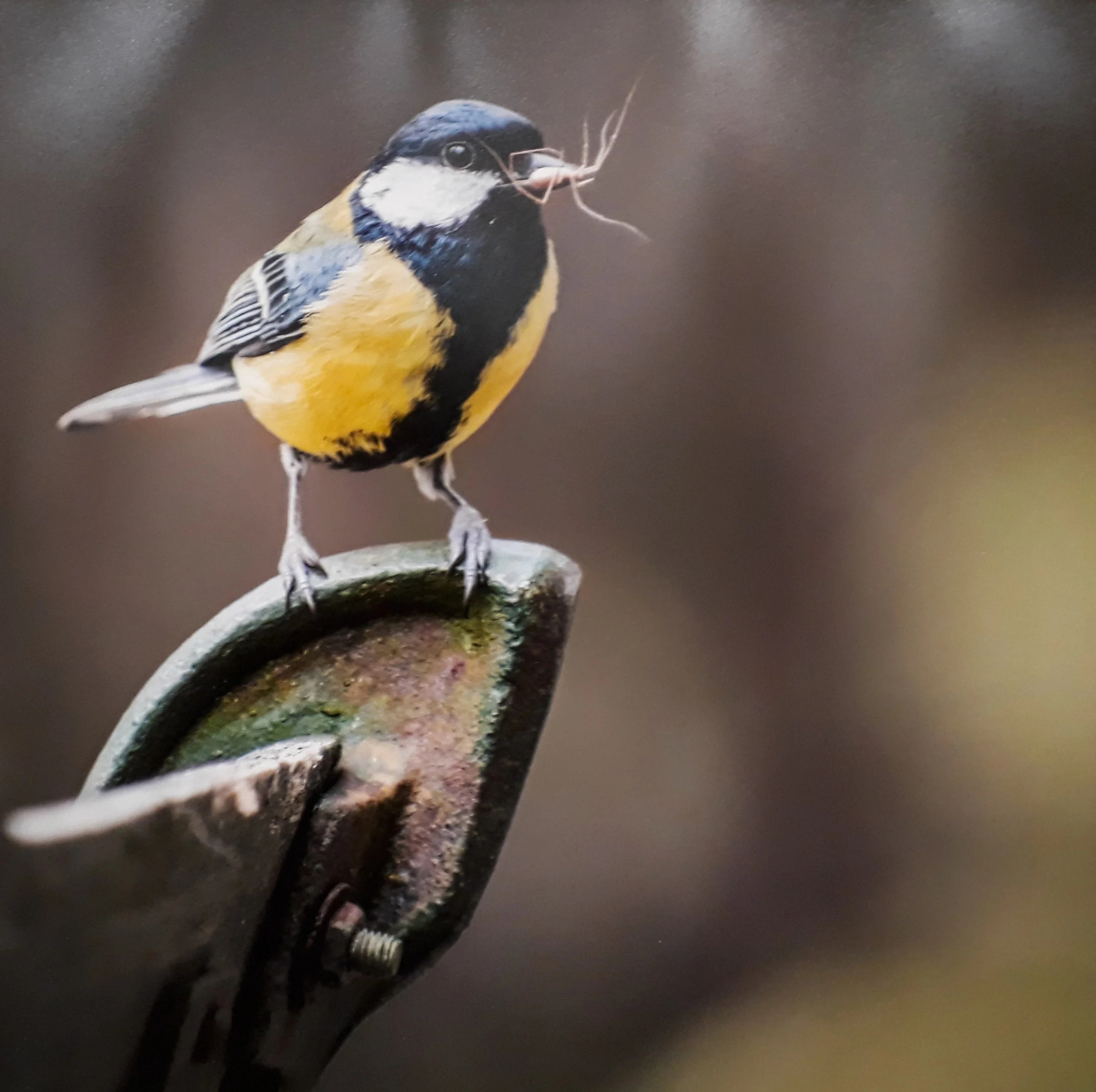 3. "Great Tit with Spider", Richard Squires
