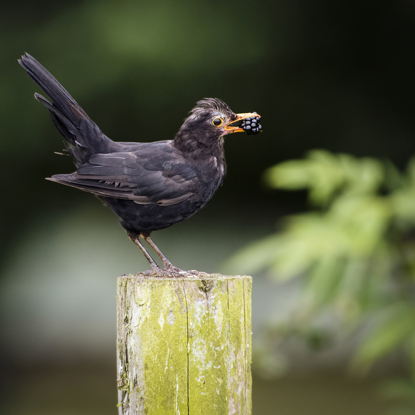 1. Juvenile black bird with blackberry  - 13.jpg