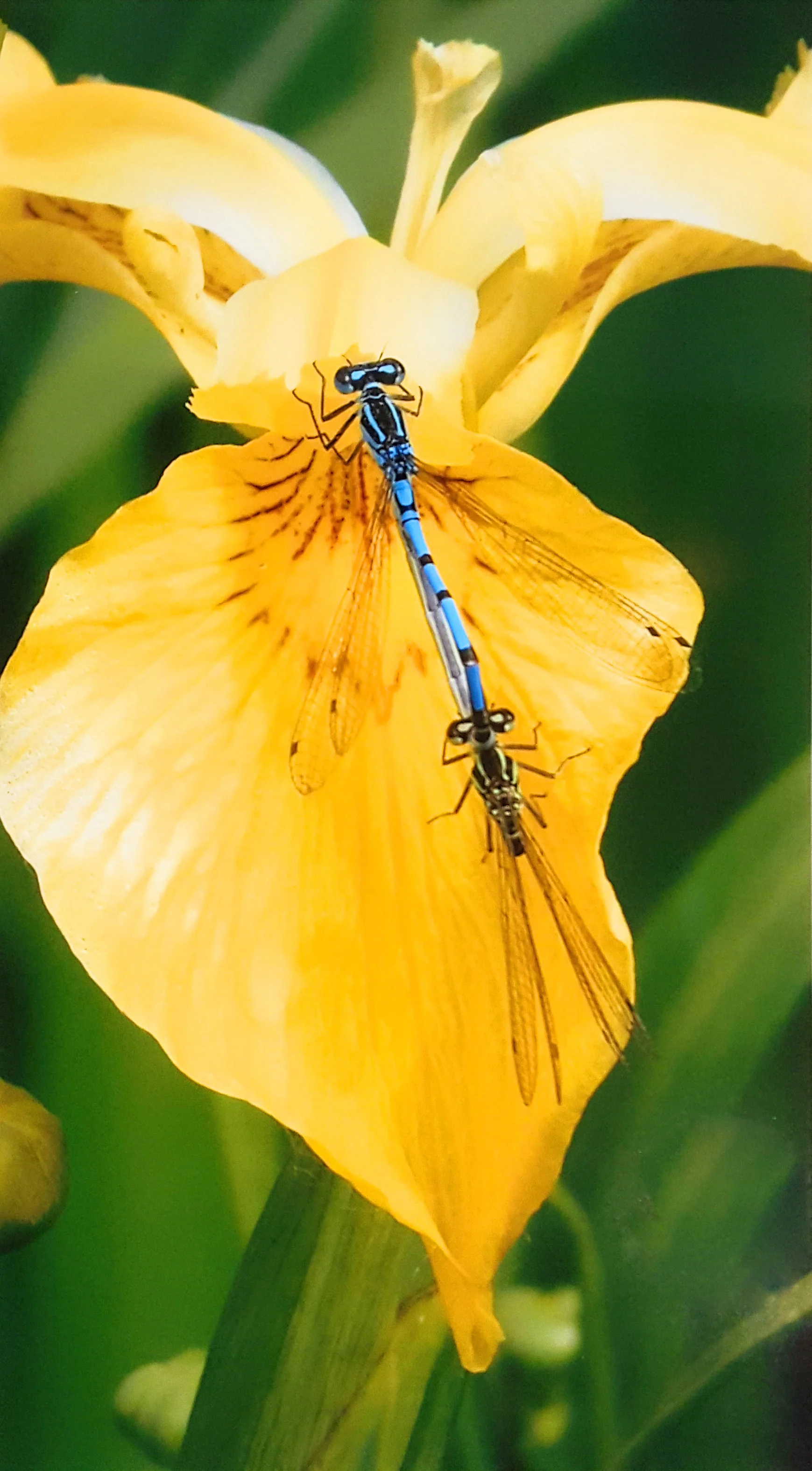 3. Kieley Evans - Damselfly mating on leaf