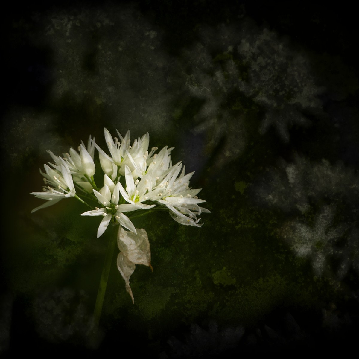 Wild Garlic.jpg