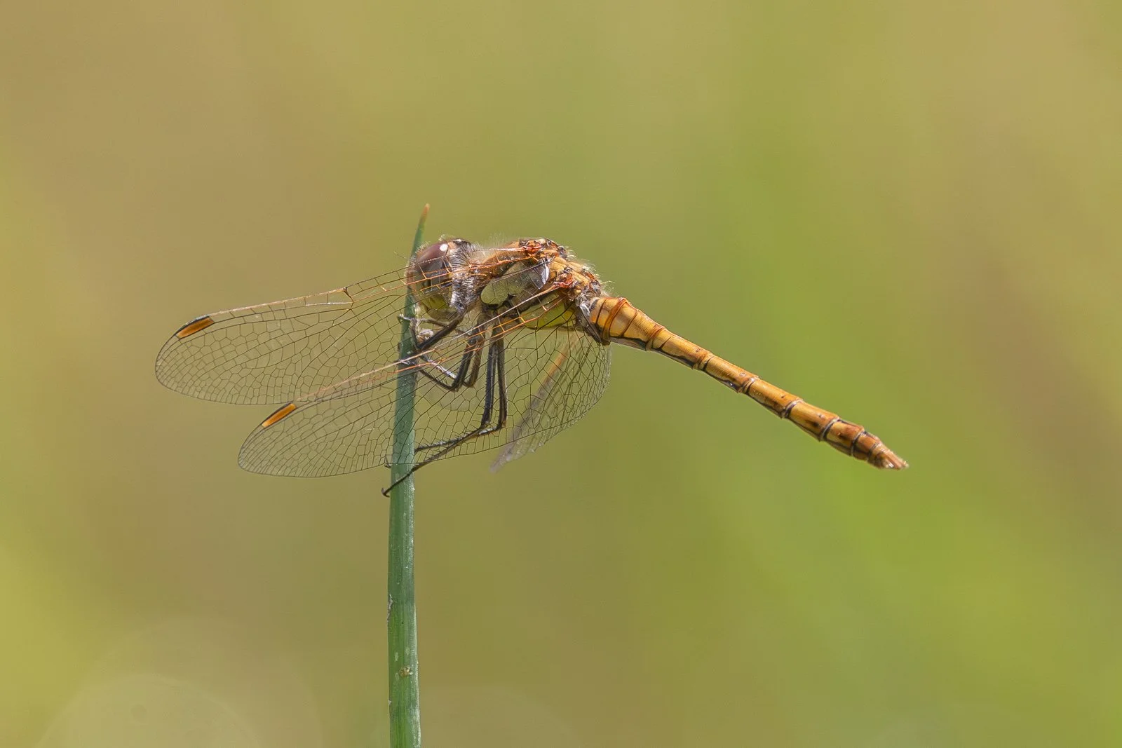 3 Common Darter.jpg