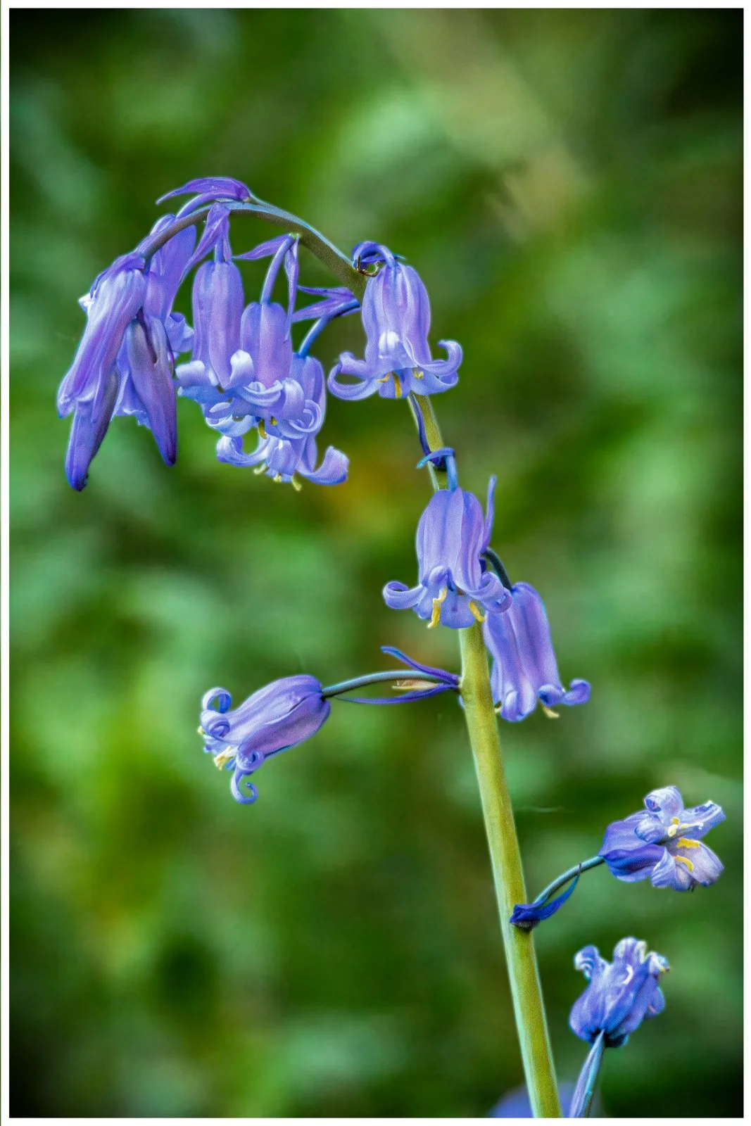 4 bluebell at Antony House Gardens - small size 1067x1600 Tony Robertson.jpg