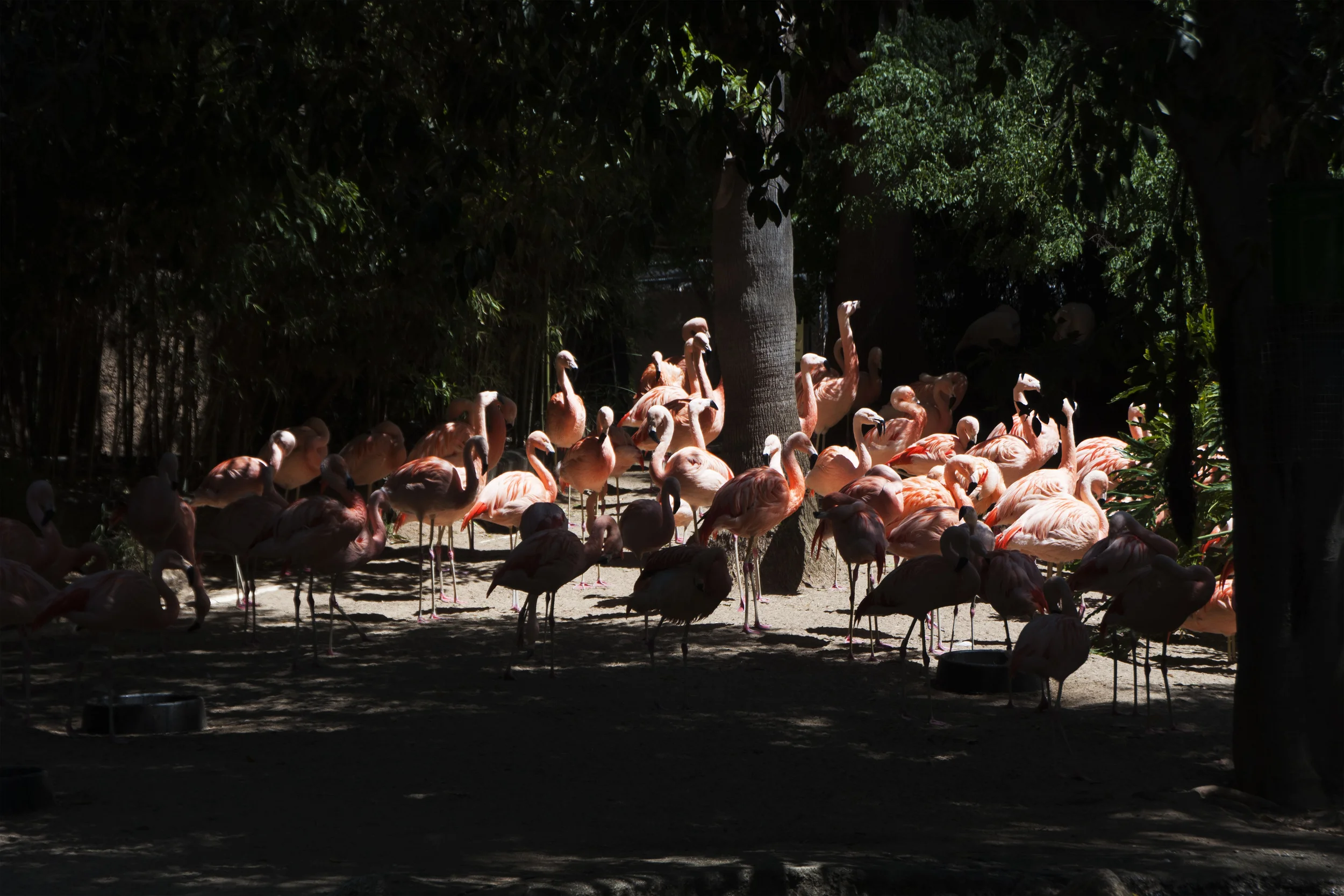 1_18X12_flamingoes.jpg
