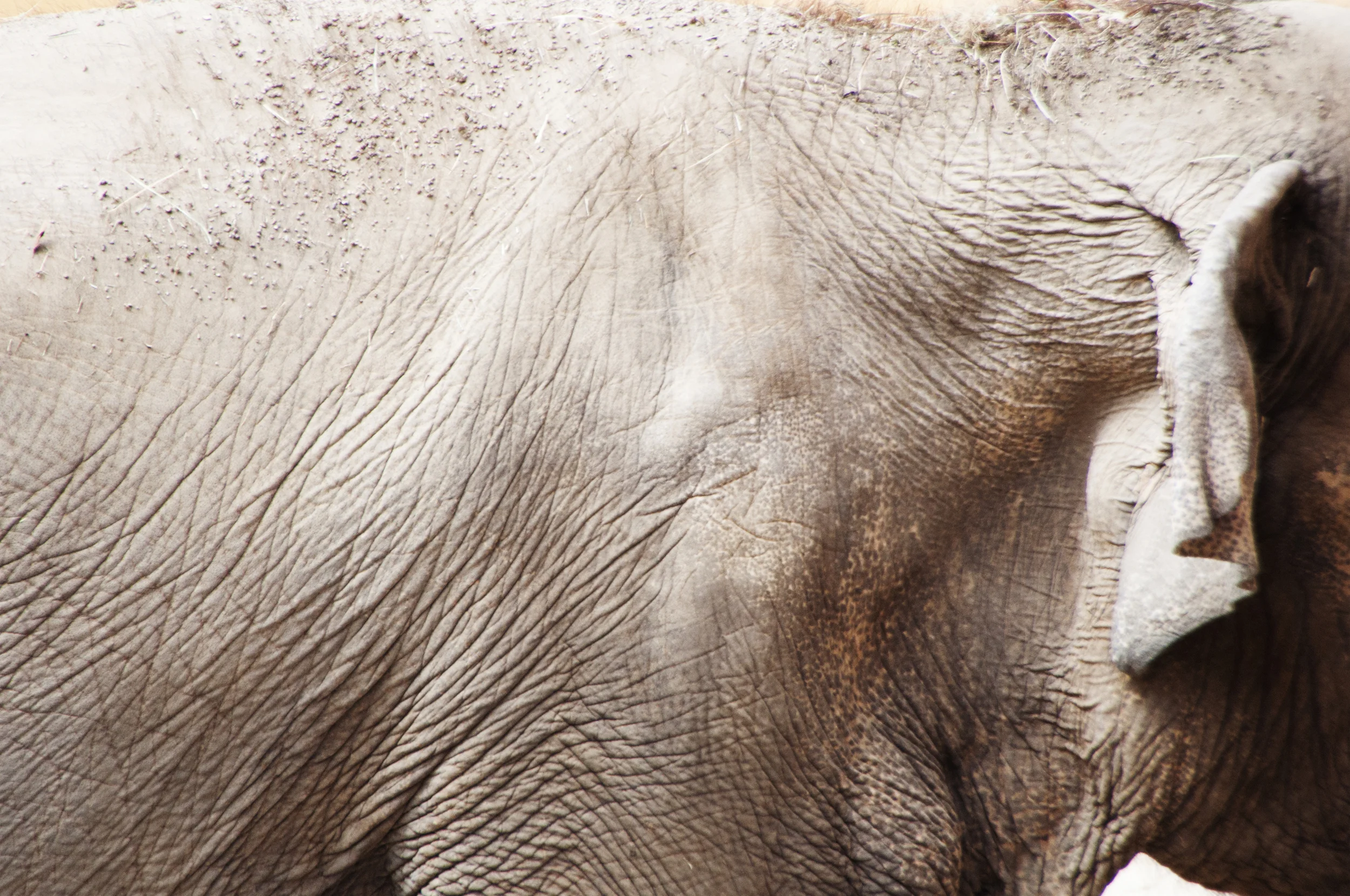 flattened elephant.jpg