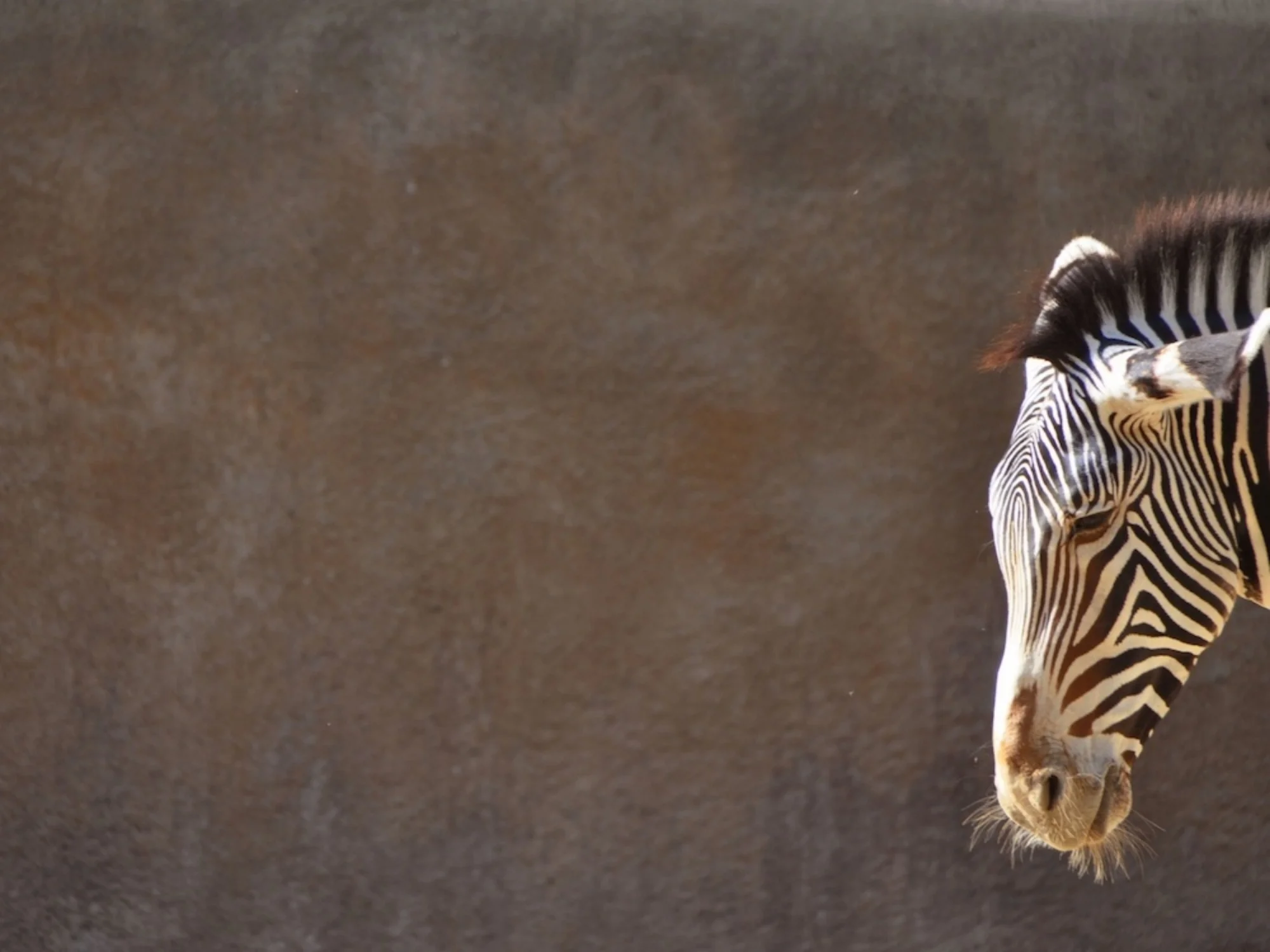 Warwick_3_All_Women_Comp_Untitled_Zebra copy.jpg