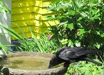 Edgar enjoying a cool drink.