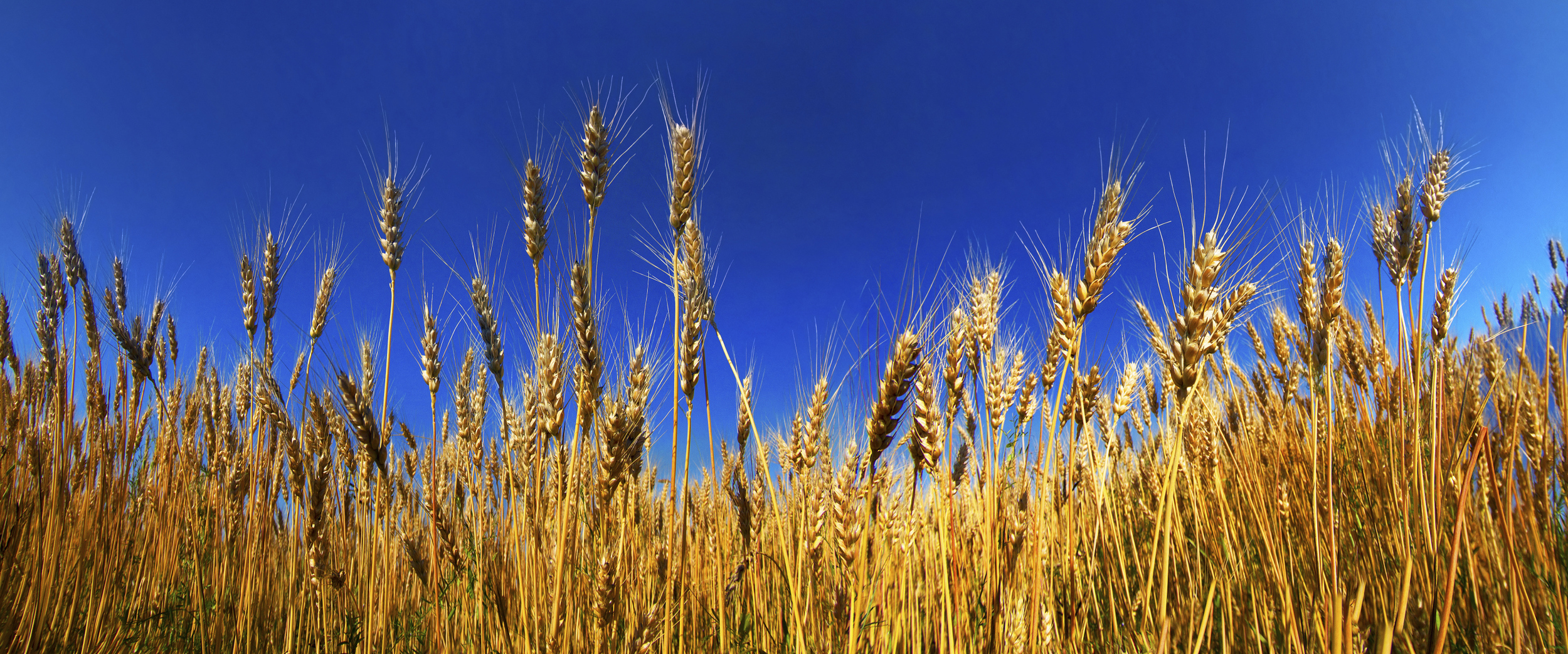 Wheat Field in Ukraine