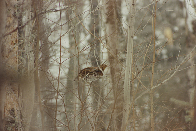 grouse1.jpg