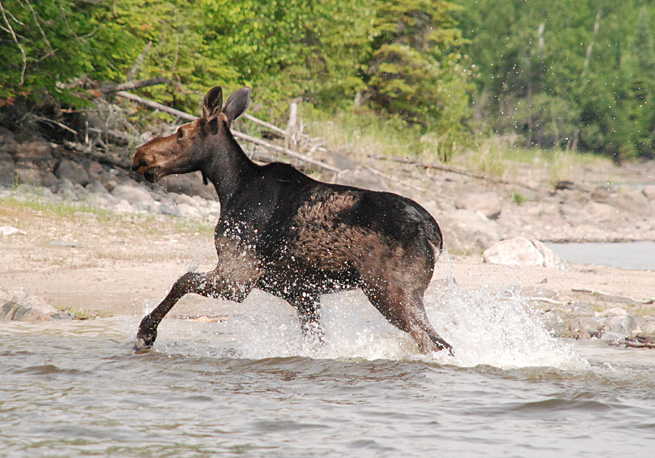 moose2.jpg