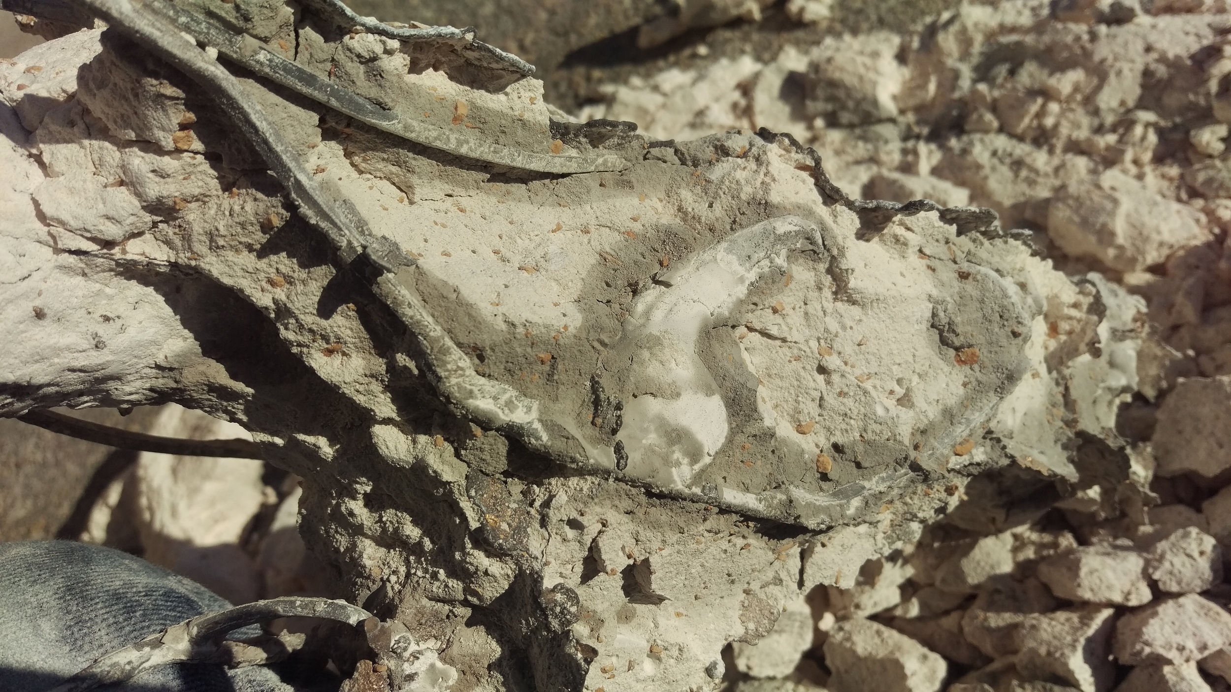  The opossum mandible still with a bit of investment around it. 