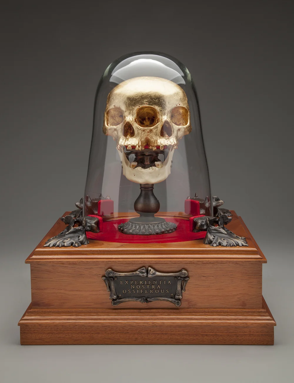 Figure Eighteen.- Experientia Nostra Ossiferous (Our Ossiferous Experience) 2014-2018. 9”h x 16.5”w x 16.5”d. Human mandible, Bronze, Mahogany, Resin, Blown glass, Gold leaf, Silk, Acrylic, Hardware.