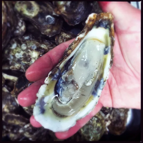 Blue Point oysters at Odette 1