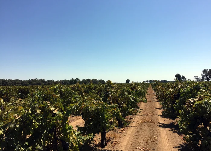 sandy loam Lodi AVA vineyard