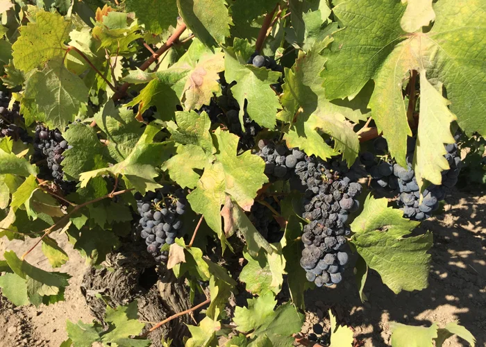 Old vine August 14, 2016 zinfandel 