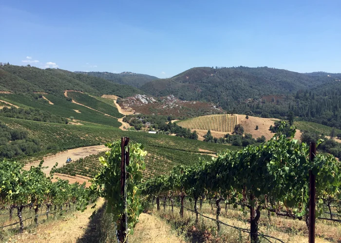 Forlorn Hope Vineyards