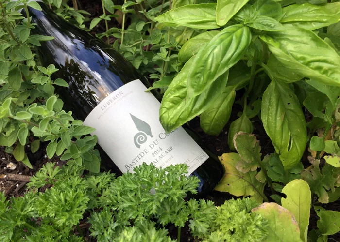 The remains of a very delicious Luberon red wine from Bastide du Claux reclining in the late-May herb garden.