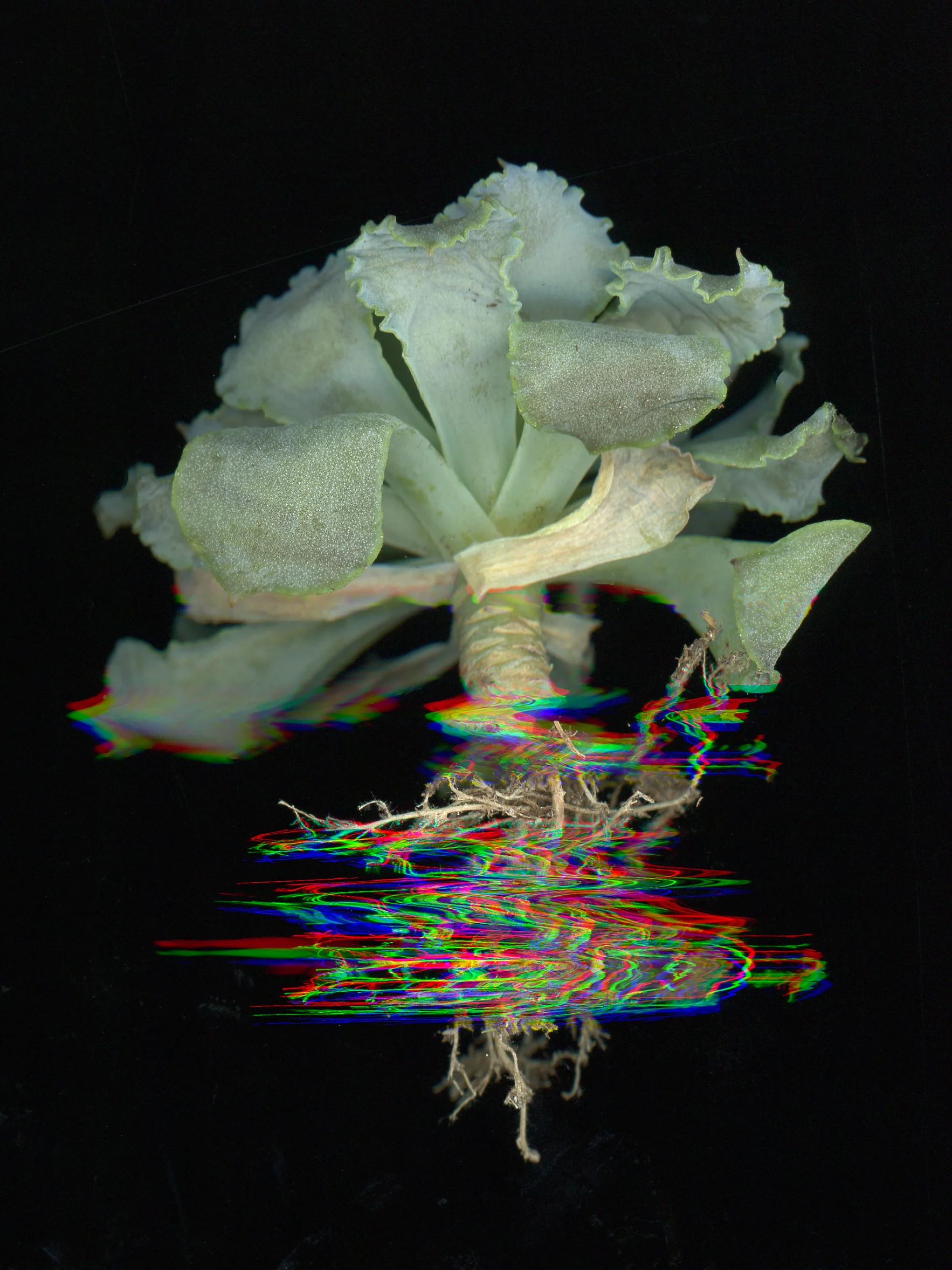 Cabbage 001
