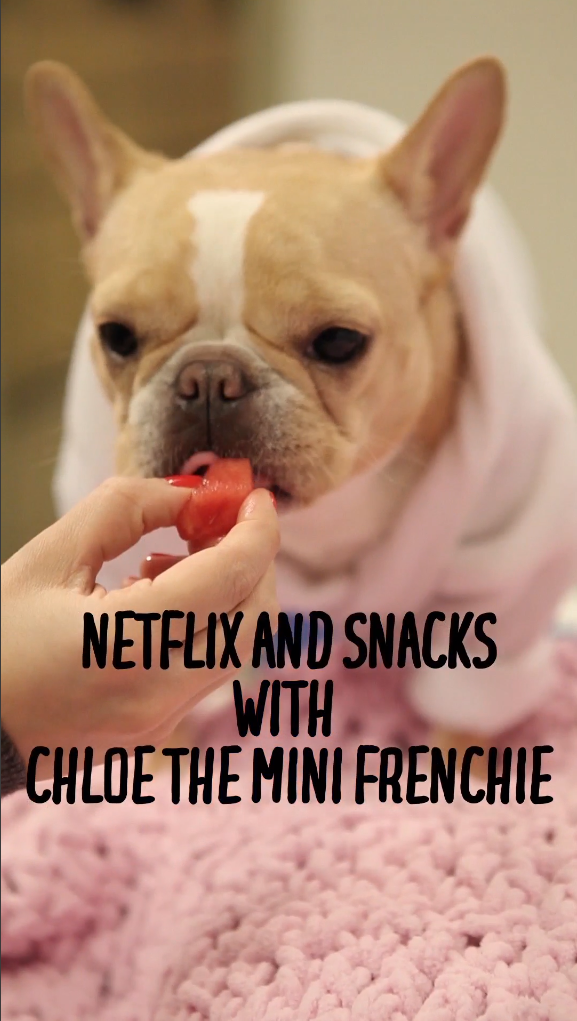 Netflix and Snacks with Chloe The Mini Frenchie