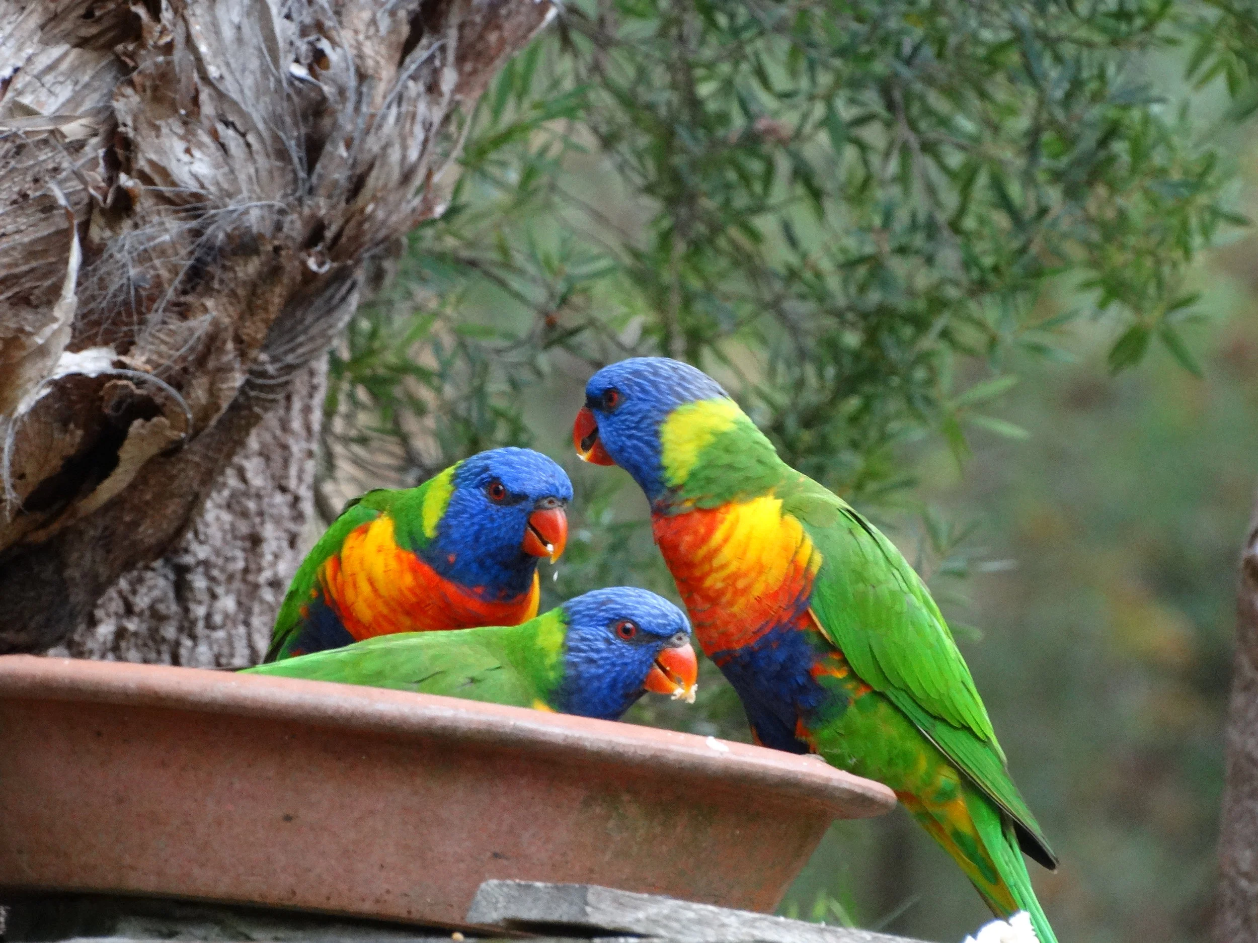local birdlife
