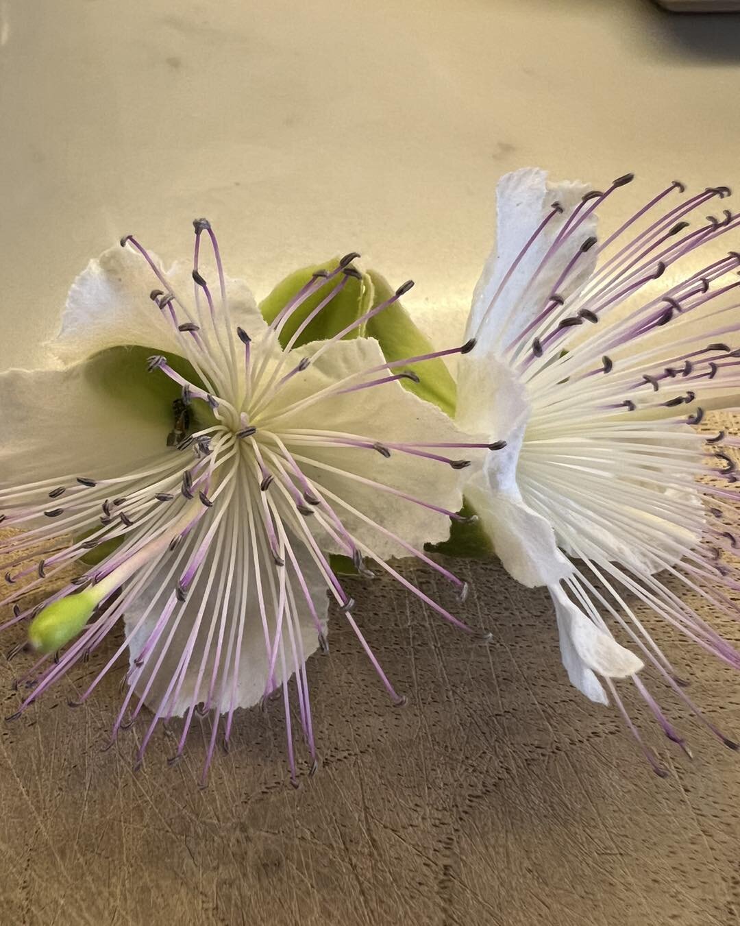 The Caper bush - from flower to caper then to caper berry. What a generous plant 🌱 so much to offer us&hellip;

#caper #capers #caperberry #caperflower #caperflowers #caperflowertattoo #ripplesntonicfarmstay #ripplesntonic #destinationphillipisland 