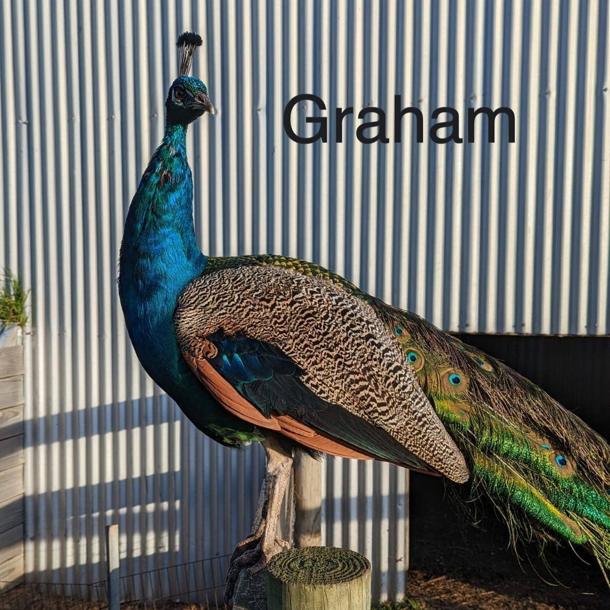 Graham - our playful &amp; chilled feathered friend passed away today from a Neurological illness. We shall miss his energy and his friendly banter that he had with all who spent time with him. 
 
His limping was part of his progressive illness that 